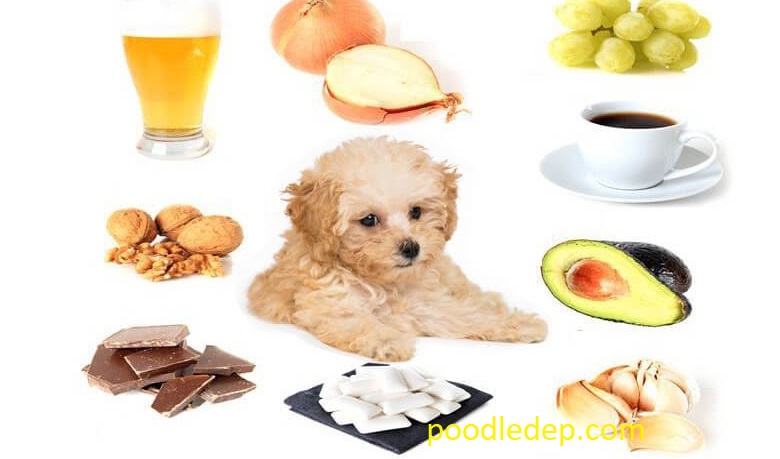 Chó poodle ăn gì, thức ăn của chó poodle,cho poodle ăn thức ăn nào, thời gian ăn của poodle mấy lần, thức ăn của poodle dễ dàng, thức ăng của chó poodle