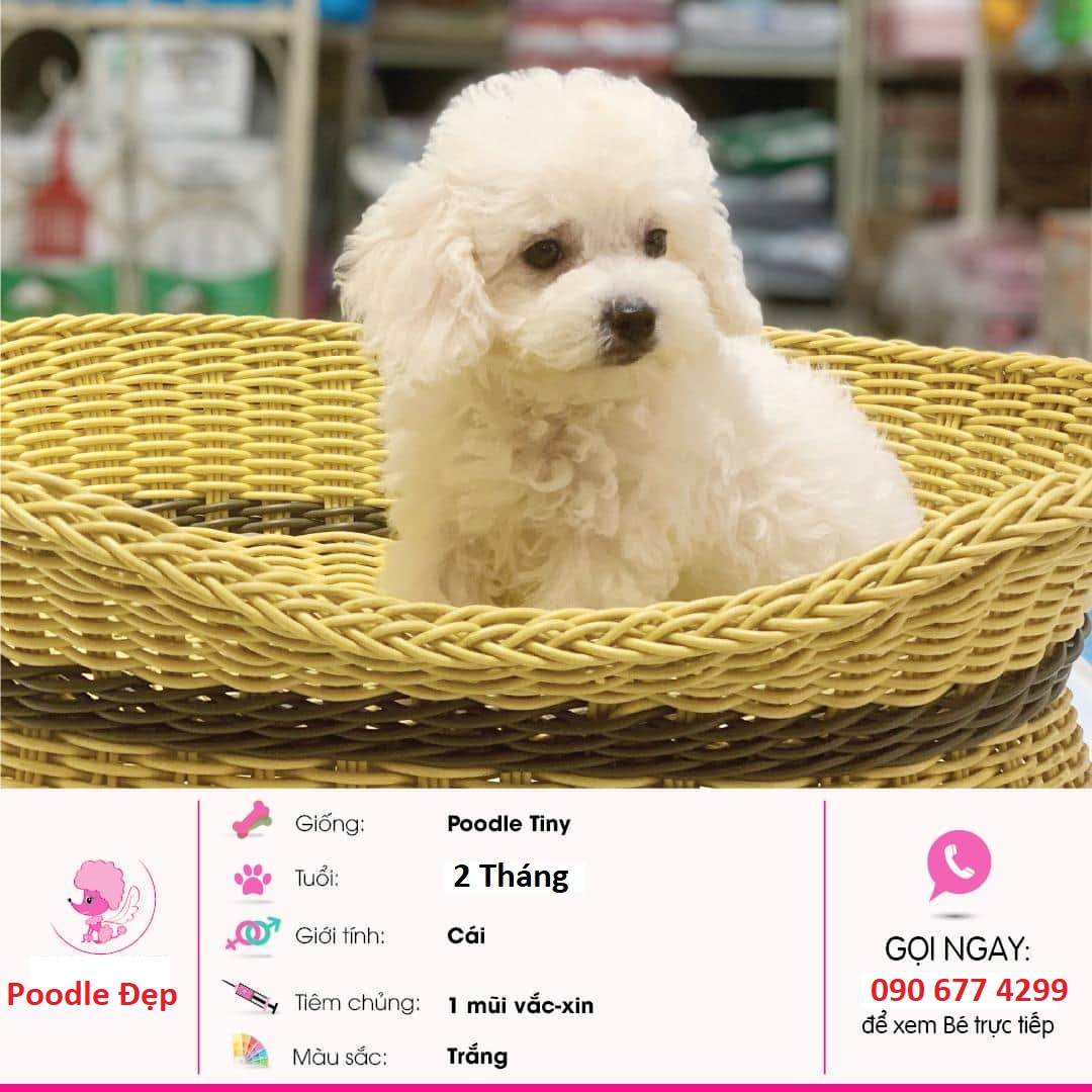 Giá Chó Poodle Tiny Thái Lan - Chuyên Chó Cảnh Poodle Cung cấp chó poodle thuần chủng khoẻ mạnh. Giao cún tận nơi. Bảo hành sức khoẻ 30 ngày. Hoàn tiền khi không hài lòng. Chính sách 1 đổi 1 trong vòng 1 tháng