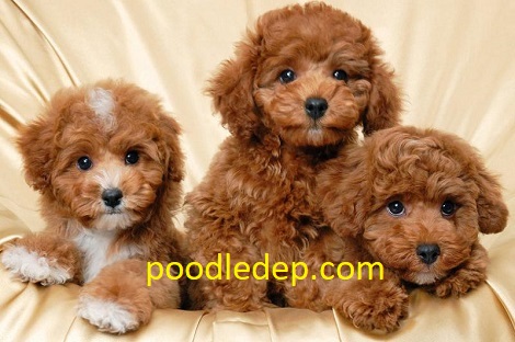  Giải thích về sự ra đời của Teacup Poodle. Dòng Poodle có 3 nhánh rất nổi tiếng chỉnh là Standard Poodle, Mini Poodle và Toy PoodleBán Chó Tiny & Teacup Poodle - Bảo Hành Toàn Diện 