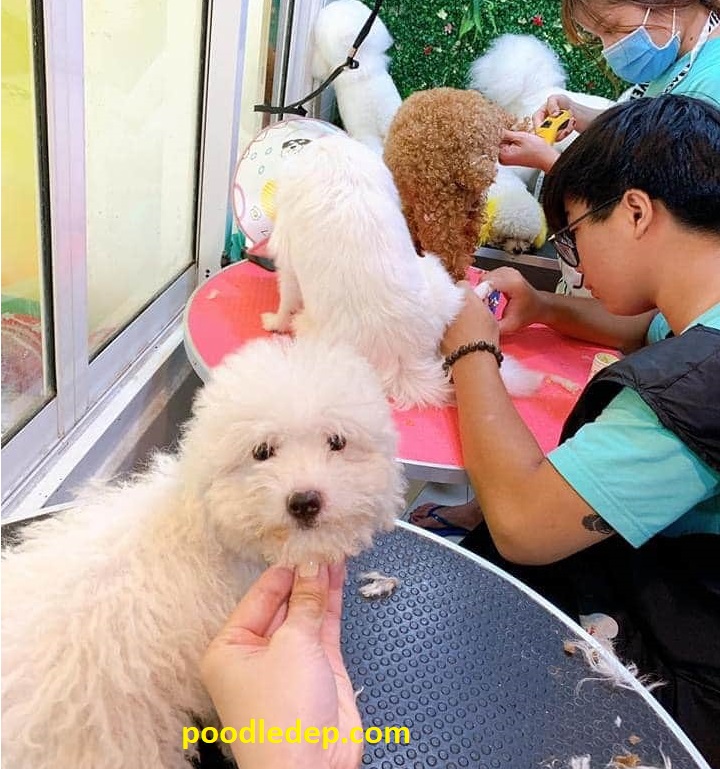 Bảng Giá Bán Chó Poodle Mới Nhất Chó Tiny Poodle màu nào đẹp nhất?✅ Giá bao nhiêu tiền? ✅Mua, bán ở đâu rẻ nhất? ✅Trung bình giống chó Poodle Tiny nặng bao nhiêu?